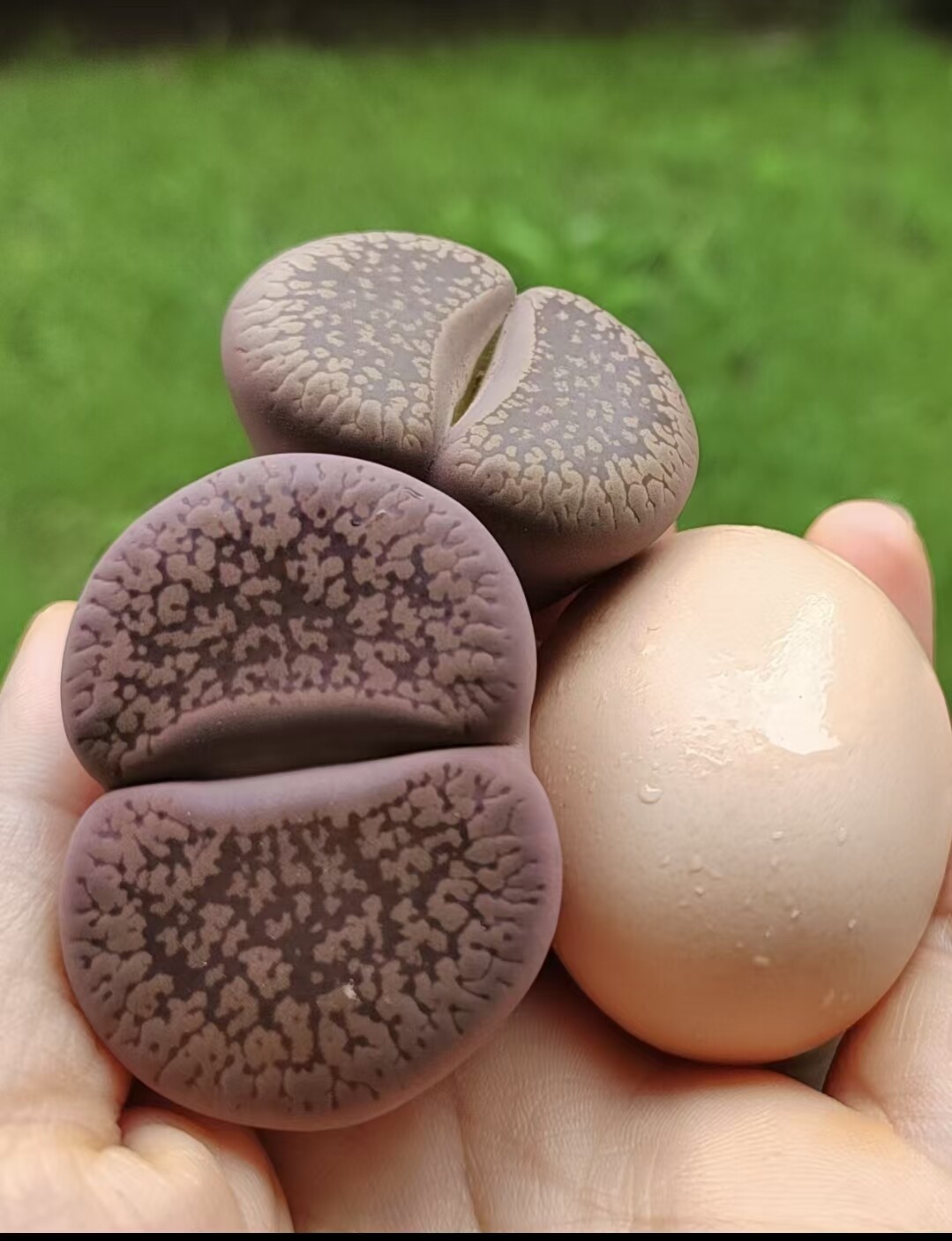 生石花大颗母本日轮玉一物一拍办多肉植物