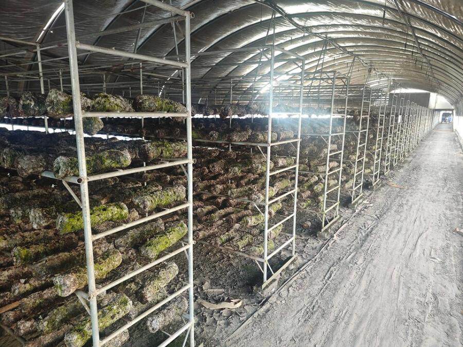 4月20日大同市菌业公司名下的彩钢轻钢架结构等房屋建筑物网络拍卖公告