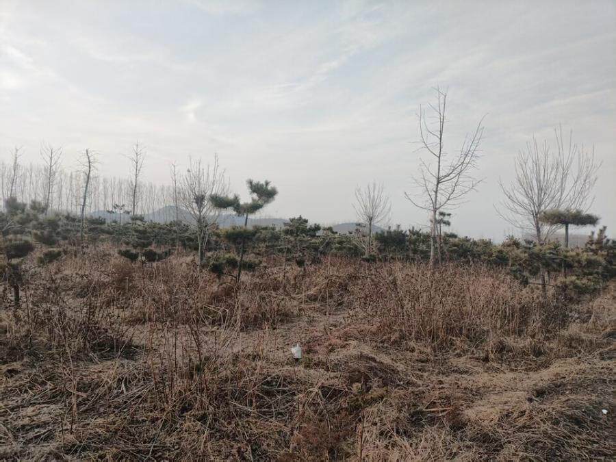 被执行人张晓光所有的位于山东省肥城市石横镇大留村的树木一宗