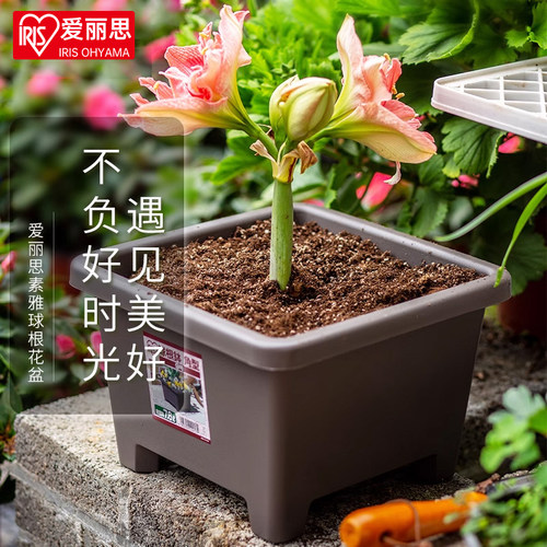 种球加高透气花盆球根方形