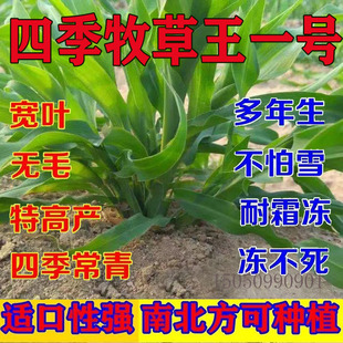 新型高产四季牧草王草种子多年生高丹草养牛羊畜牧草籽一年四季草