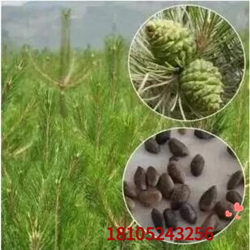 松树种子油松黑松雪松白皮松湿地松马尾松华山松五针松罗汉松种子