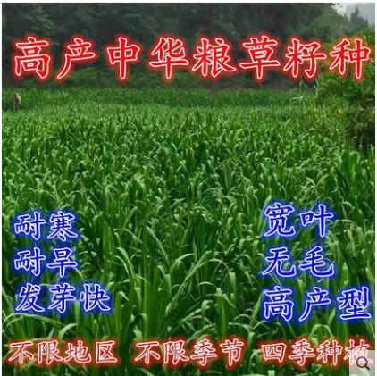 中华粮草牧草种子多年生四季甜象草黑麦草苏种丹草鸡猪牛高丹草籽