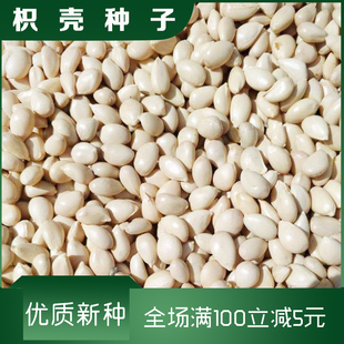 枸橘种子铁篱寨臭橘枸橘李枳实橘红臭杞枸棘子钢橘子臭刺积壳种子