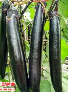 龙盛黑金11869茄子种子早中熟新品种萼片紫色特长粗棒油亮肉淡绿