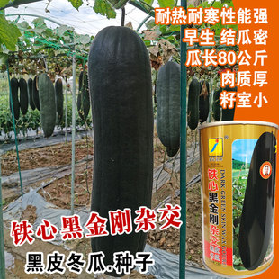 黑金刚黑皮大冬瓜种子种籽苗特大东瓜蔬菜孑秧苗四季炮弹巨型冬瓜