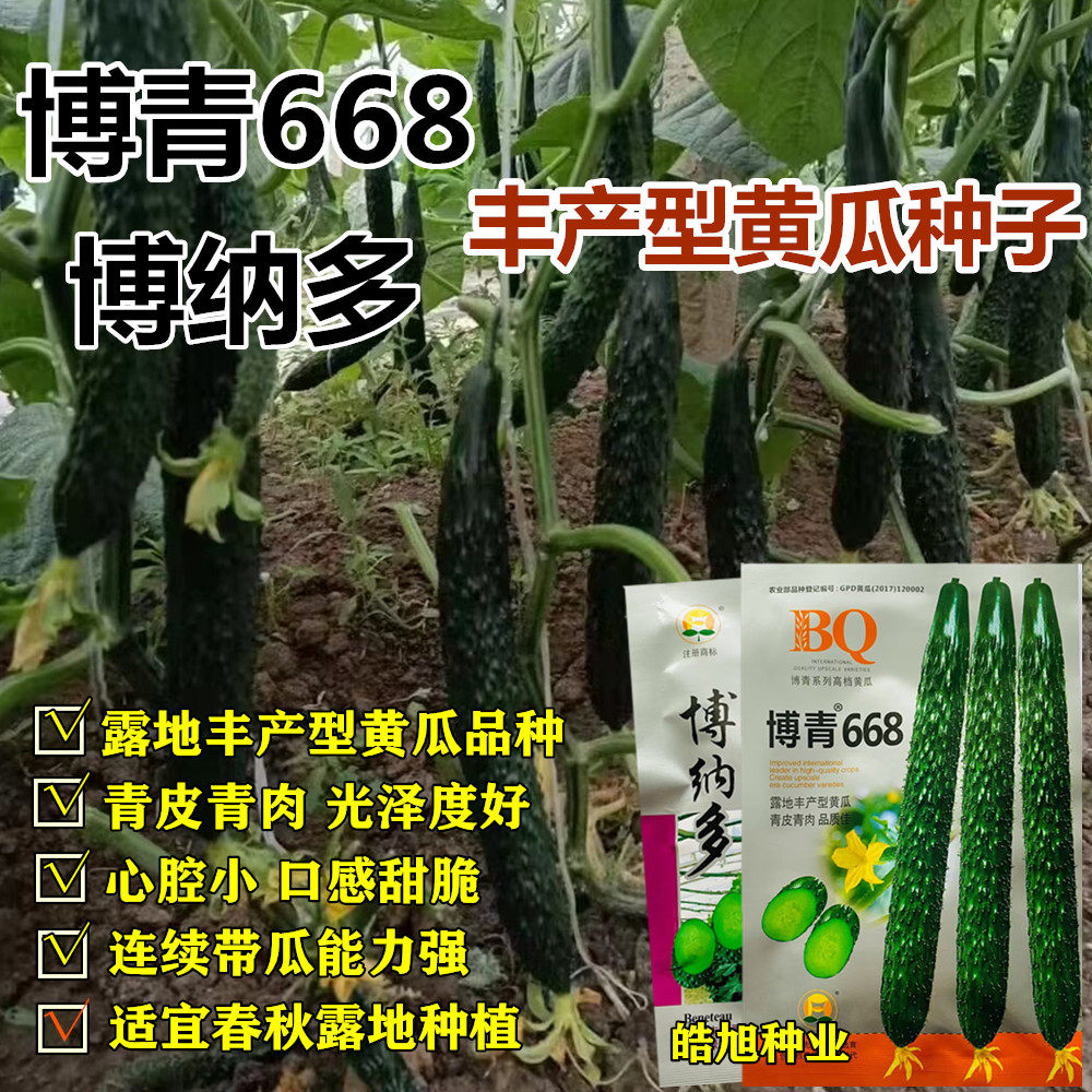 博青668黄瓜种子早熟抗病高产耐热青皮青肉春秋播博纳多黄瓜种籽
