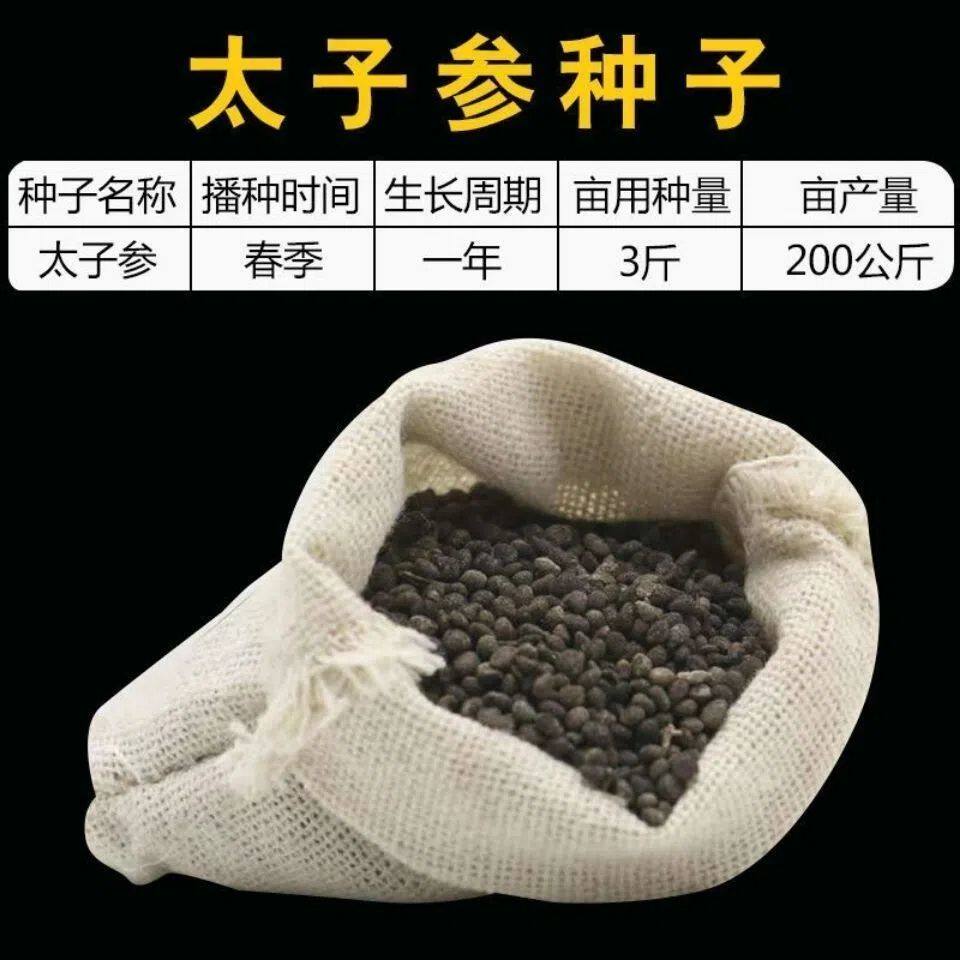 太子参药材四叶参种籽四季播种阳台盆栽孩儿童参太子参籽