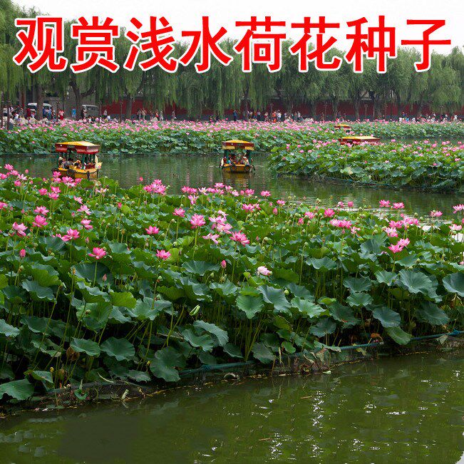 四季观赏荷花种籽子水养莲花高产池塘莲藕籽大荷花苗水培花卉盆栽