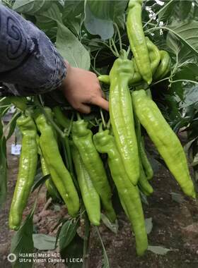 黄皮椒辣椒籽牛角椒螺丝椒泡椒羊角椒种籽尖椒青黄绿皮椒辣椒种子