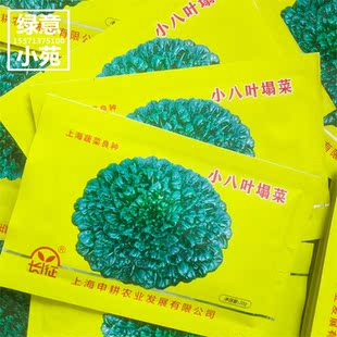 小八叶塌菜乌塌菜种籽 上海地方品种塌棵菜菊花菜种孑 耐寒菜种子