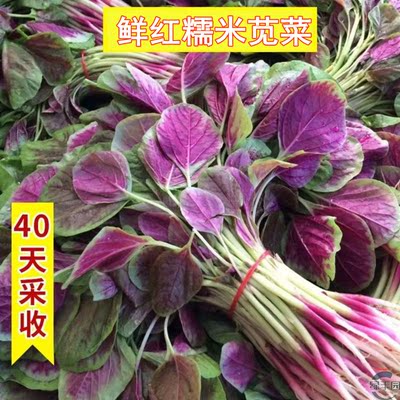 一点红苋菜种子花红苋菜农家四季野菜春夏季秋冬青菜种籽蔬菜种孑