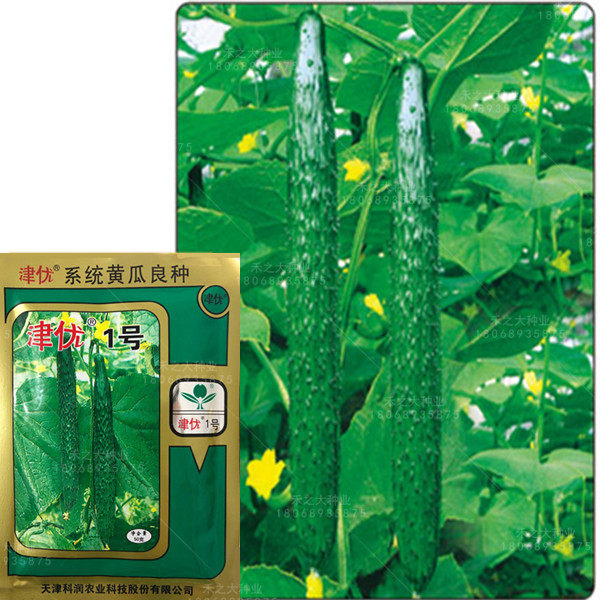 津优1号黄瓜种子春夏秋蔬菜籽高产四季油亮 高产 绿瓤春季菜种孑