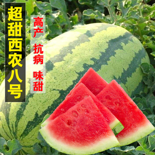 巨型西瓜种子麒麟特大瓜大全秧四季南方超大夏季瓜果超甜西农八号