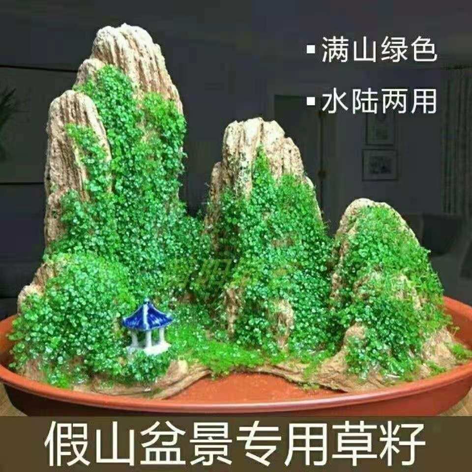 盆景假山苔藓珍珠草婴儿泪雨淋缸吸水石上水石植物金钱麻陆生植物