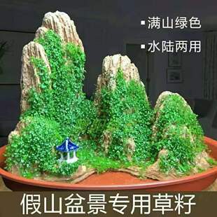 盆景假山苔藓珍珠草婴儿泪雨淋缸吸水石上水石植物金钱麻陆生植物