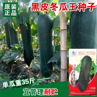 广东黑皮冬瓜种籽特大巨型炮弹东瓜种子青皮春秋春季四季蔬菜种孑