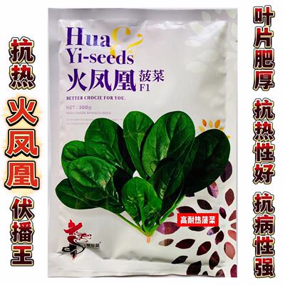 夏播火凤凰菠菜种子夏秋季耐热圆叶大叶菠菜四季青菜种籽蔬菜种孑