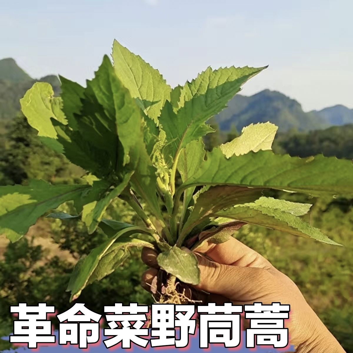 新鲜野菜革命菜野茼蒿野塘蒿民国野菜满天飞野地黄菊安南菜烧鱼菜-封面