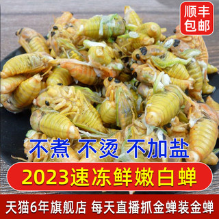 2023新鲜白蝉脱皮金蝉知了猴嫩蝉蛹爬叉猴龟冰冻发货包邮