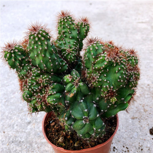 麒麟避邪质量怎么样 麒麟避邪口碑怎么样 小麦优选