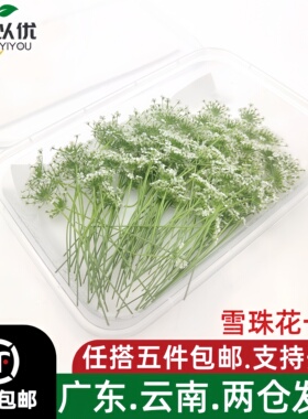 新鲜雪珠花蕾丝花白色小花酒店西餐日料摆盘冷菜蛋糕点缀装饰30朵