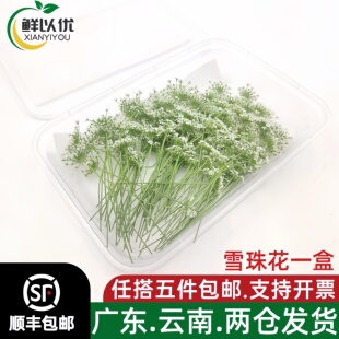 新鲜雪珠花蕾丝花白色小花酒店西餐日料摆盘冷菜蛋糕点缀装饰30朵