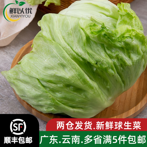 西生菜新鲜蔬菜圆生菜球包菜汉堡包蔬菜沙拉菜球生菜新鲜包邮500g