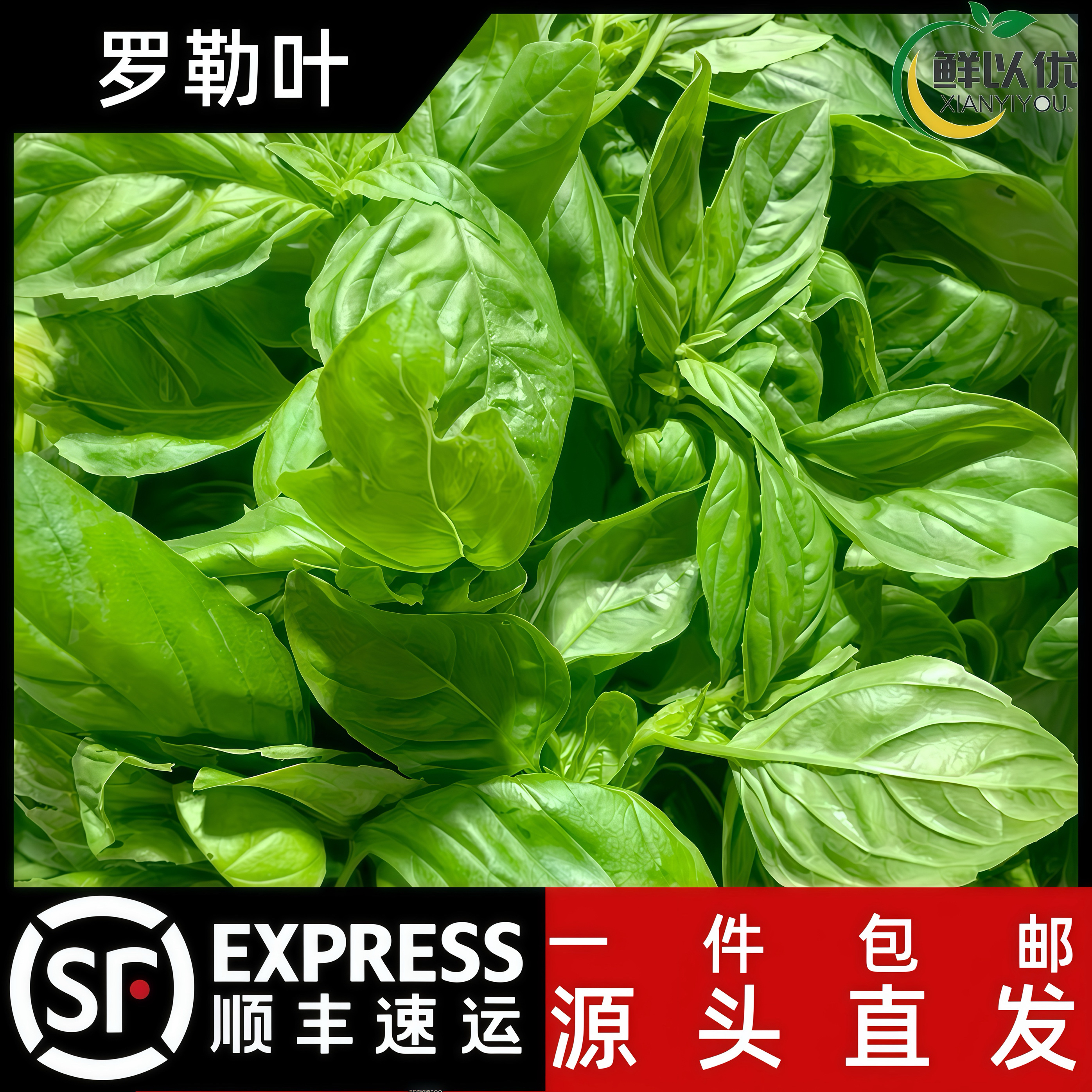罗勒叶新鲜食用泰式冬阴功汤食材披萨草罗勒青酱西餐调味香料蔬菜