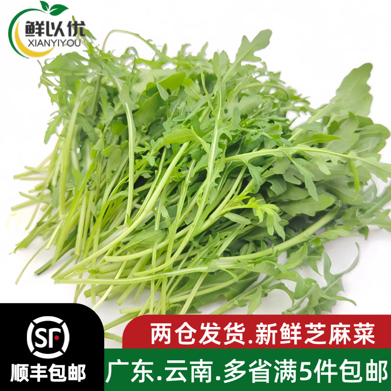 新鲜即食芝麻叶芝麻菜健身低脂火箭菜西餐蔬菜沙拉生吃菜食材500g
