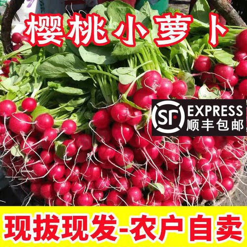 云南新鲜樱桃萝卜去叶水果小红萝卜红丁圆萝卜生吃蔬菜沙拉食材