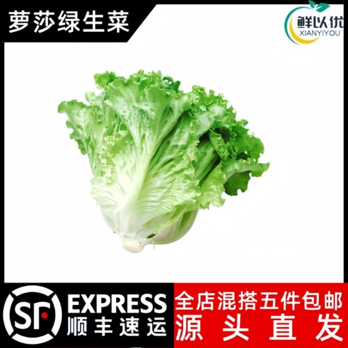 新鲜罗莎绿500g生菜绿毛蔬菜沙拉轻食西餐食材绿珊瑚绿叶花叶生菜
