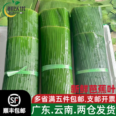 新鲜芭蕉叶香蕉叶摆盘装饰叶子泰国菜傣式烧烤烤鸡粽子蕉叶