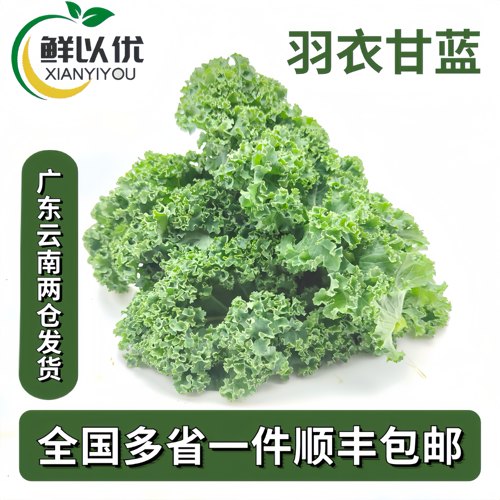 顺丰可发】新鲜羽衣甘蓝沙拉蔬菜绿叶甘蓝健身榨汁西餐沙拉菜食材