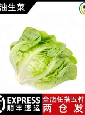 新鲜奶油生菜500g波士顿蔬菜沙拉轻食西餐凉拌生吃食材牛油生菜