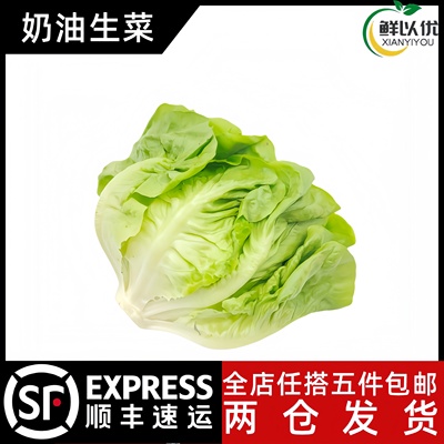 新鲜奶油生菜500g波士顿蔬菜沙拉轻食西餐凉拌生吃食材牛油生菜