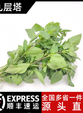 九层塔食用新鲜台湾金不换冬阴功香料菜食材香料非罗勒叶和打抛叶
