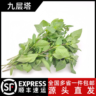 九层塔食用新鲜台湾金不换冬阴功香料菜食材香料非罗勒叶和打抛叶