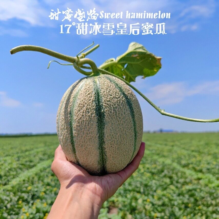 新疆冰雪皇后蜜瓜兵团哈密瓜大棚老汉瓜软糯香甜现摘空运现发