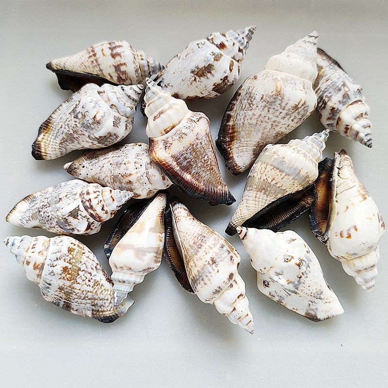 黑口凤凰螺天然海螺贝壳鱼缸装饰粘画标本儿童海洋知识启蒙收藏