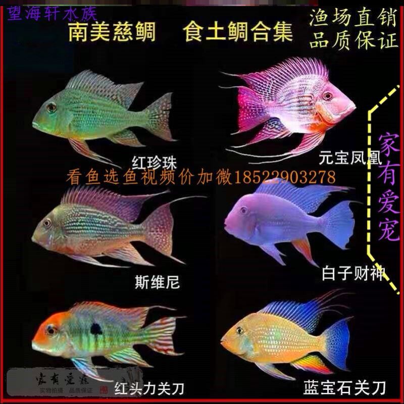 南美慈鲷鱼素材模板 南美慈鲷鱼图片下载 小麦优选