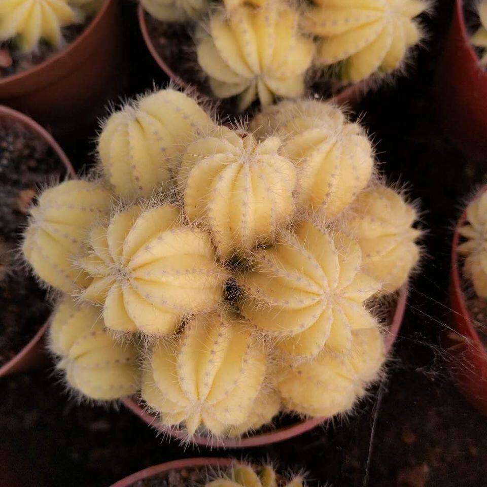 黄荧光多头黄金条仙人球多肉植物室内组合盆栽美观易养活防辐射