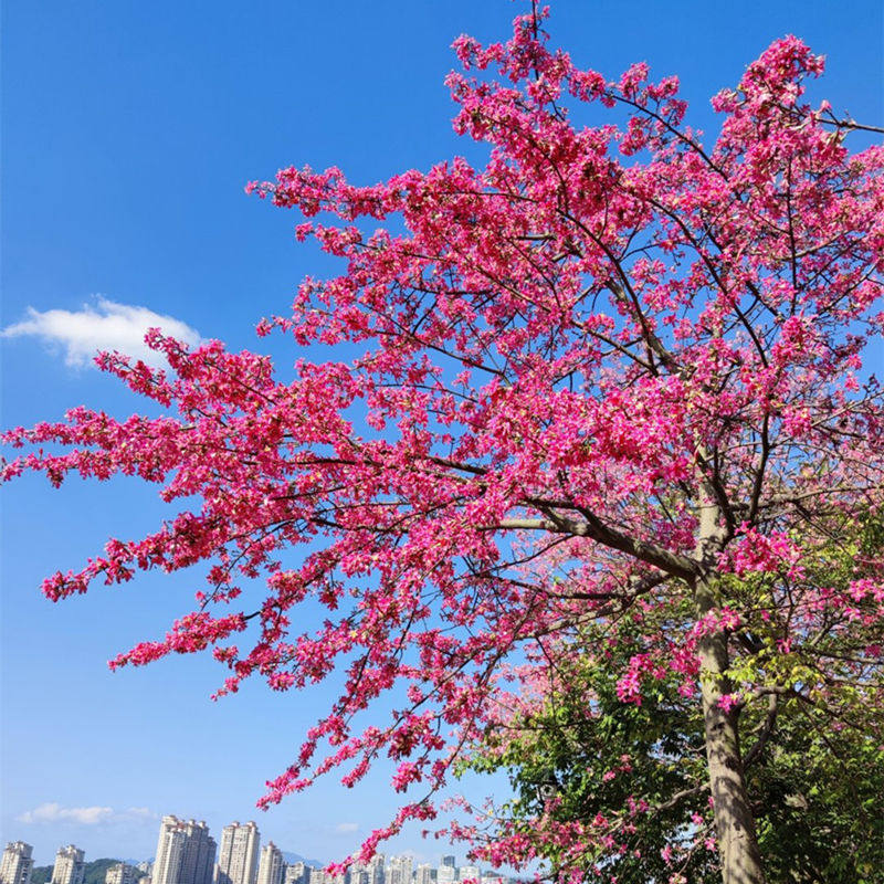 美丽异木棉树苗大腹木棉树苗美人树酒瓶树街道庭院绿化植物花树苗