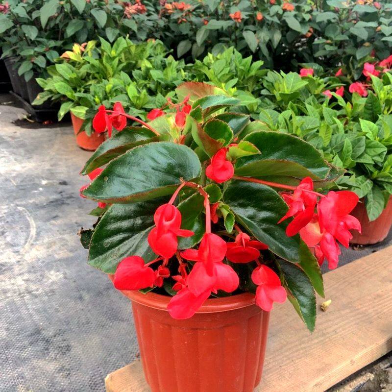 四季海棠盆栽红叶海棠花苗室外庭院阳台花卉开花植物花园地栽花苗