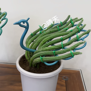 九尾狐专用支架孔雀开屏花架太阳花造型固定支撑架室内花卉支架