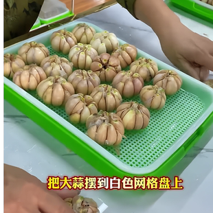 蒜苗水培盘育苗盘蒜黄种植神器芽苗菜无土栽培网格豌豆苗豆芽植盘
