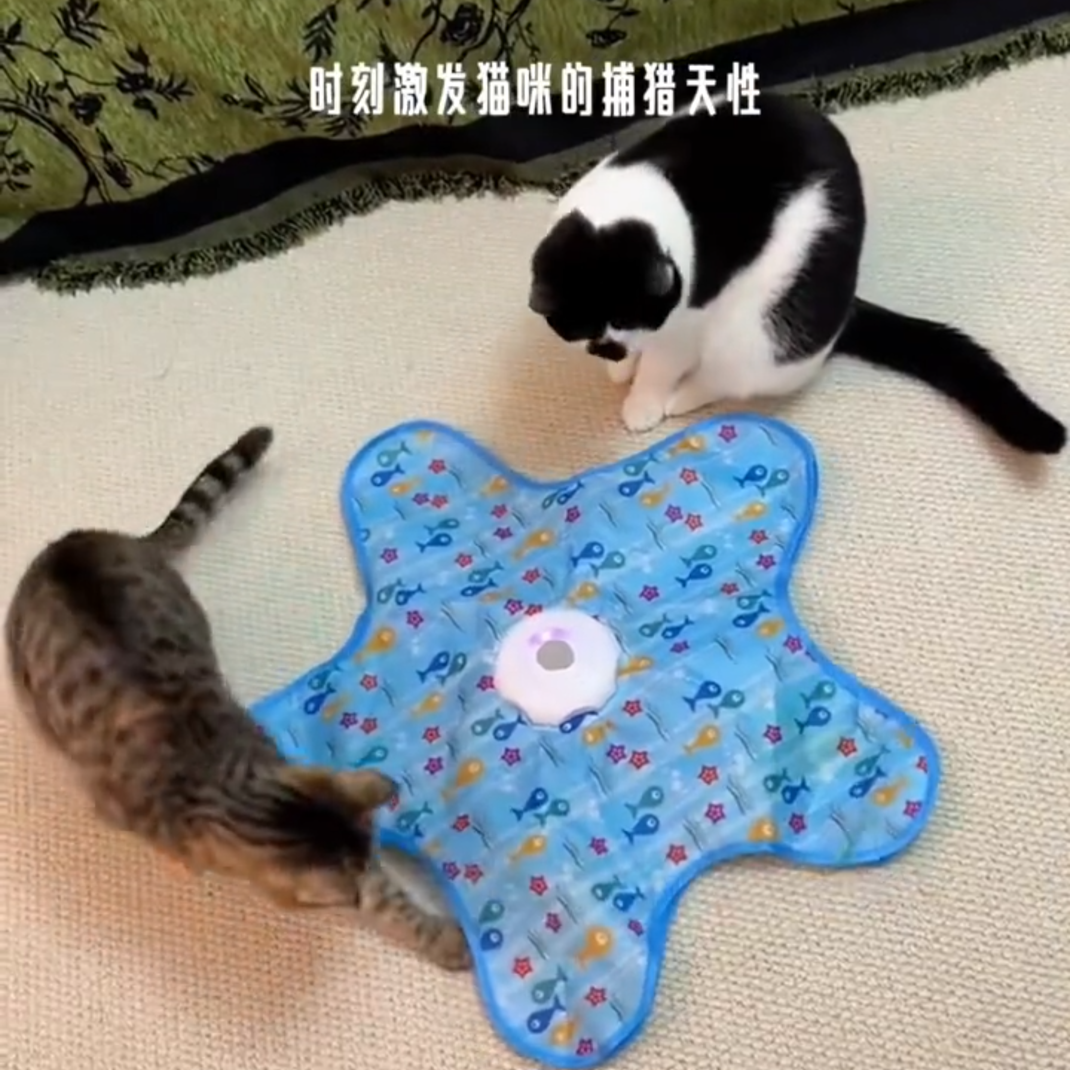 猫咪玩具捕猎罩亚马逊新宠物游戏罩自嗨解闷躲藏用品玩具罩,宠物/宠物食品及用品,套装玩具,淘宝优惠券,粉丝福利购,淘宝优惠卷