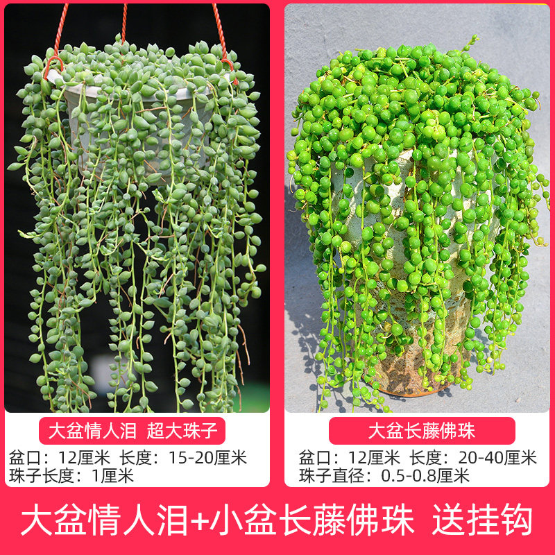 极速超长佛珠长藤情人泪吊兰多肉植物垂吊绿植花卉室内佛珠锦珍珠