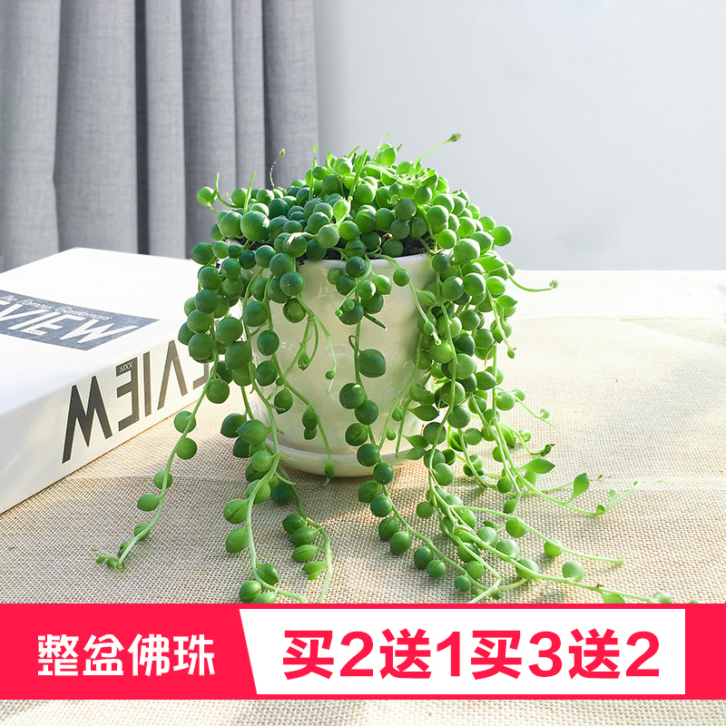 泰曼佛珠多肉植物垂吊组合盆栽珍珠吊兰室内情人泪萌肉包批发包邮