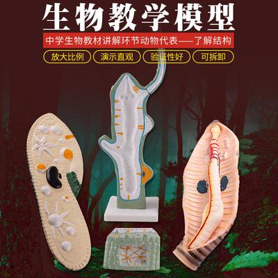 生物模型草履虫水螅蚯蚓教学演示仪器教具环节动物微生物放大模型